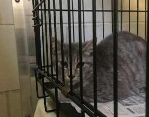 0919164cathoardingincrateatshelter