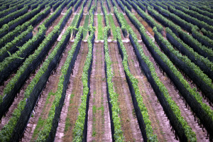 ARGENTINA WINE