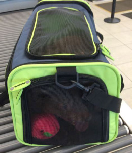 BWI dog