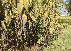 DRY plant