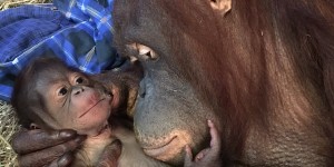 Orangutanmotherbaby