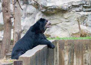 Andean Bears Cisco's Debut 10/30/13