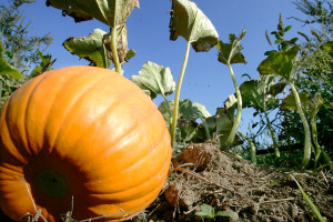 Pumpkin
