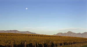 South Africa Wine
