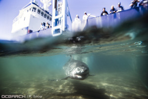 White Shark Nursery