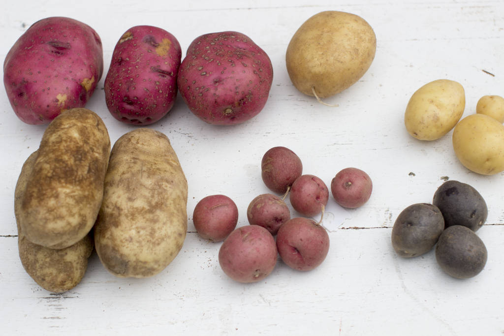 Food 10 Things Mashed Potatoes