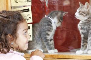 Nina Santos is looking for a kitten at the newly re named Humane Rescue Alliance in NW DC