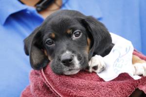 Skylar is a little impatient with all the fuss over Humane Rescue Alliance's new name. She'd like to get back to snuggling, playing and preparing for getting adopted.
