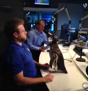 WTOP Penguin vine
