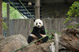 Baobao1