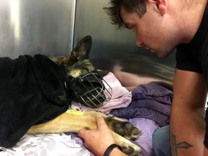 Police dog