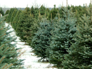 Snowy pine trees