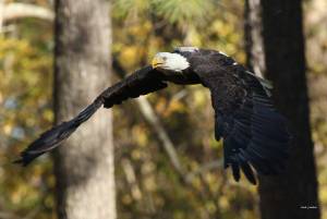 Eagle release