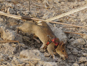 Cambodia Hero Rats