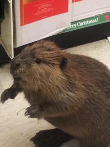 Beaver