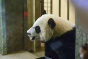 Panda Birthday