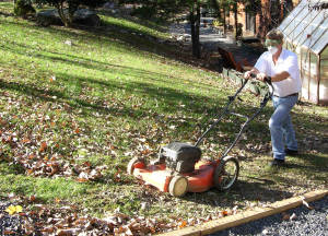 MULCH LEAVES INTO HIS LAWN