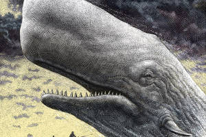 Moby dick