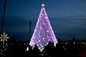 Natinal Christmas Tree