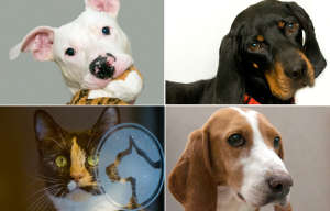 PET OF THE WEEK