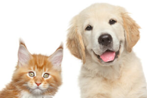 Cat and dog in front of white background