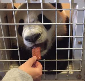 Bei bei