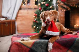 Dog Nova Scotia Duck Tolling Retriever holiday