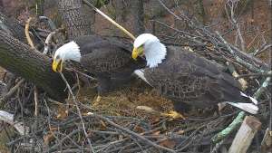 Eagle