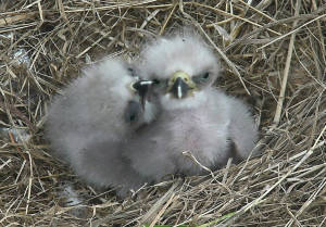 Eaglecam babies