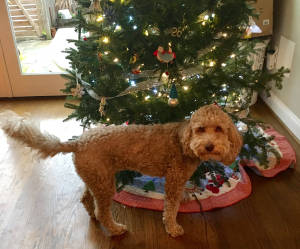 Murphy dog