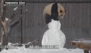 Panda snowman