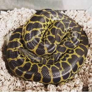 Toilet snake