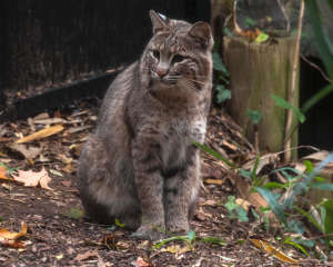 Missing bobcat