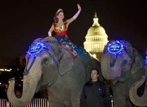 Circus Elephant Walk