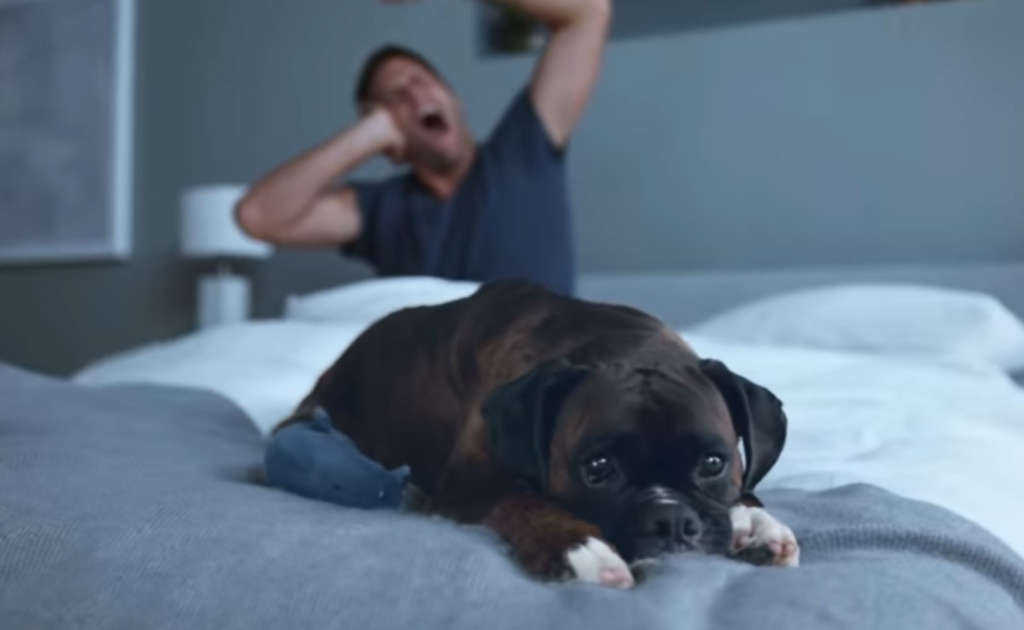 BRADY DOG
