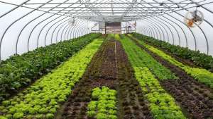 SpringValley saladgreens