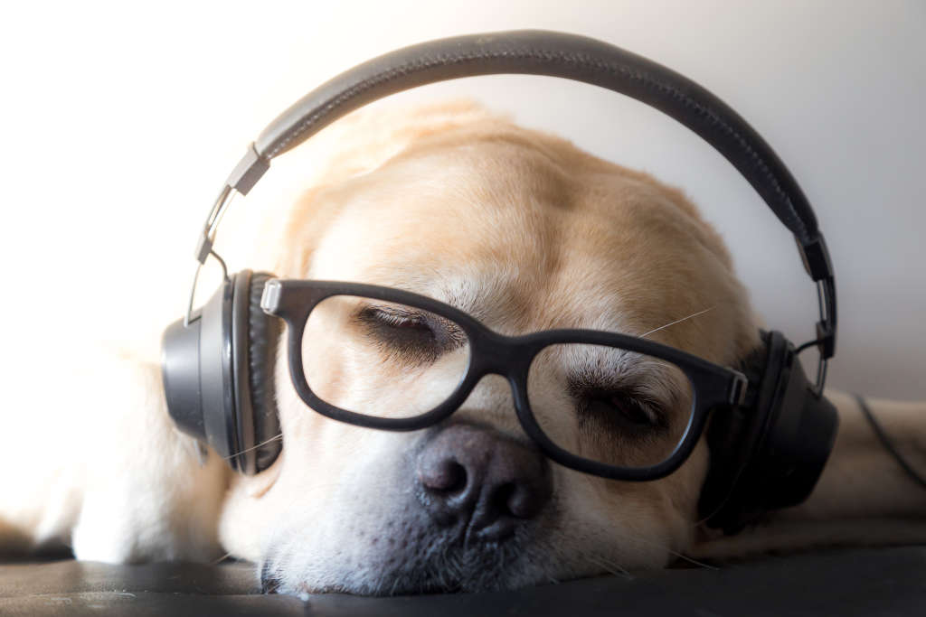 DOG HEADPHONES