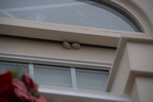 WTOP 2017; spider eggs
