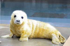 Seal