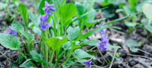 Violets