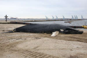 020717 dead whale