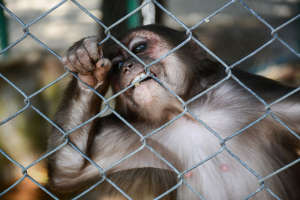 Monkey
