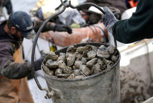 Oyster Outbreaks