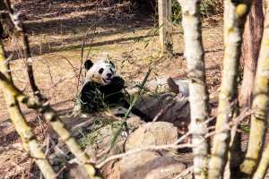 CNS PANDA BAOBAO WEB