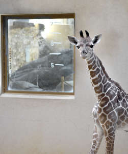 Giraffe