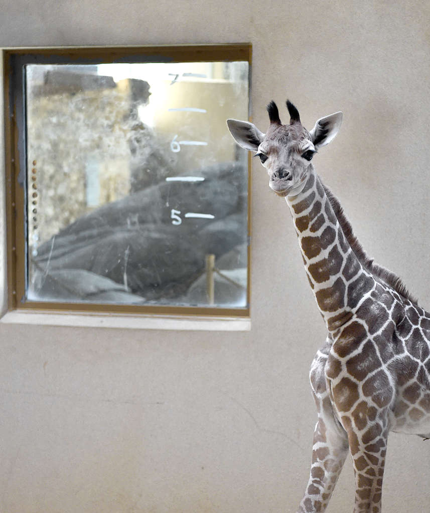 Giraffe