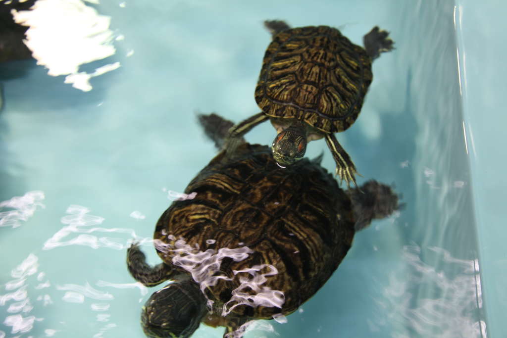 TURTLES