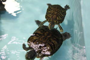 TURTLES