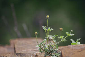 Flowers very small