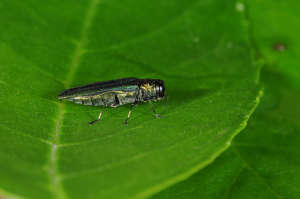 Emeraldashborer